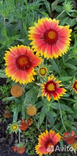 Многолетники для вашего сада