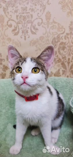 Кошка в дар бесплатно