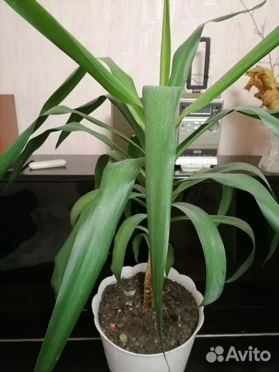 Пальма юкка