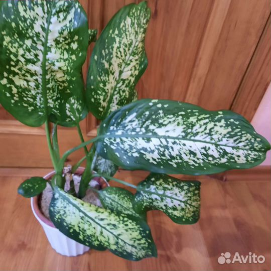 Диффенбахия