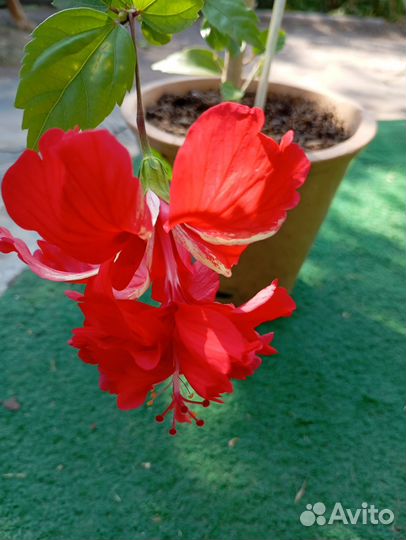 Комнатные цветы