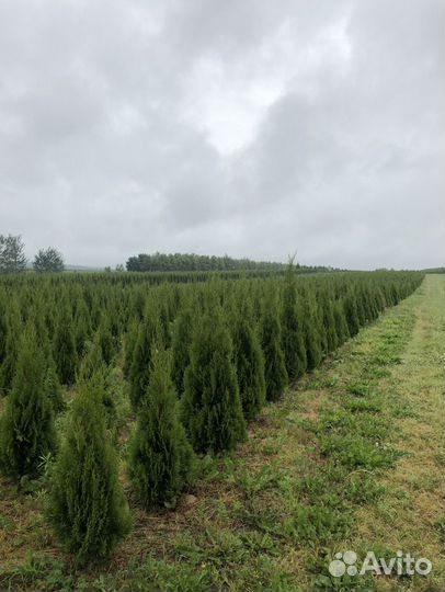 Туи из питомника