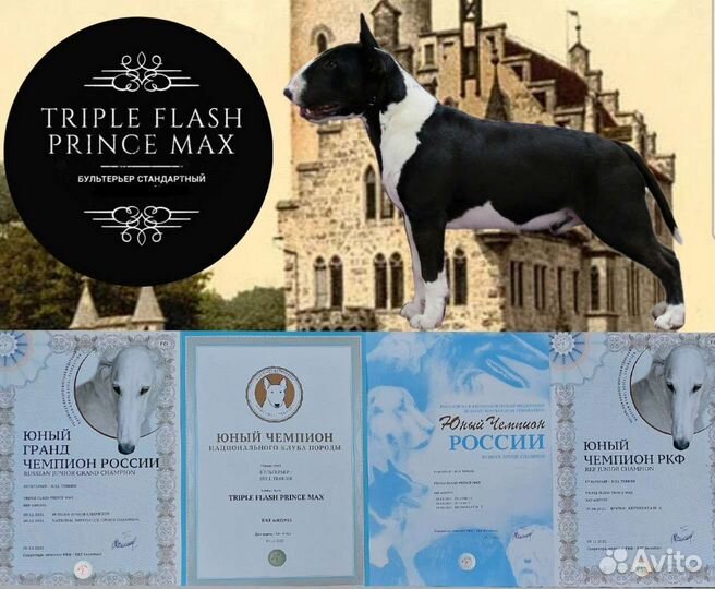 Вязка. Бультерьер стандартный