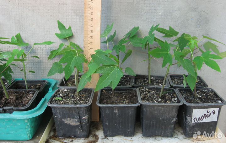 Продам саженцы папайи