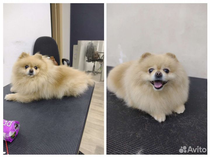 Груминг собак