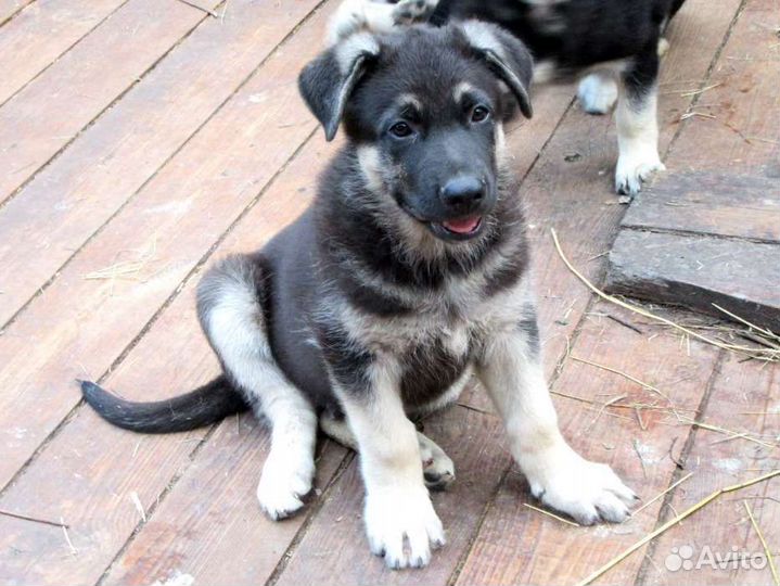 Щенки девочки вео