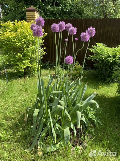 Лук Суворова