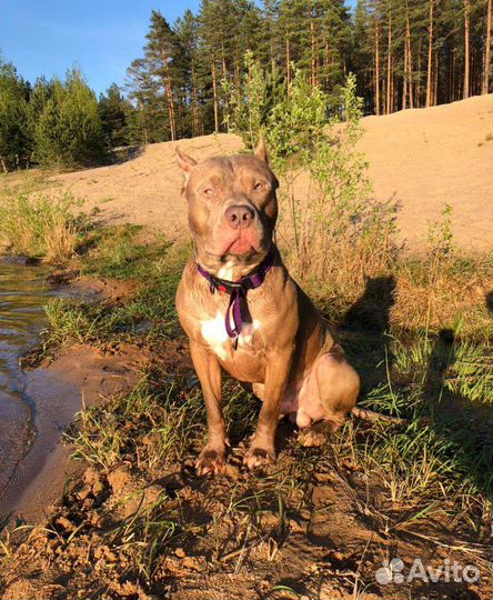 Американский питбультерьер щенки