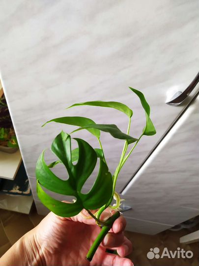 Монстера Альба вариег, Минима, Манки, лианы