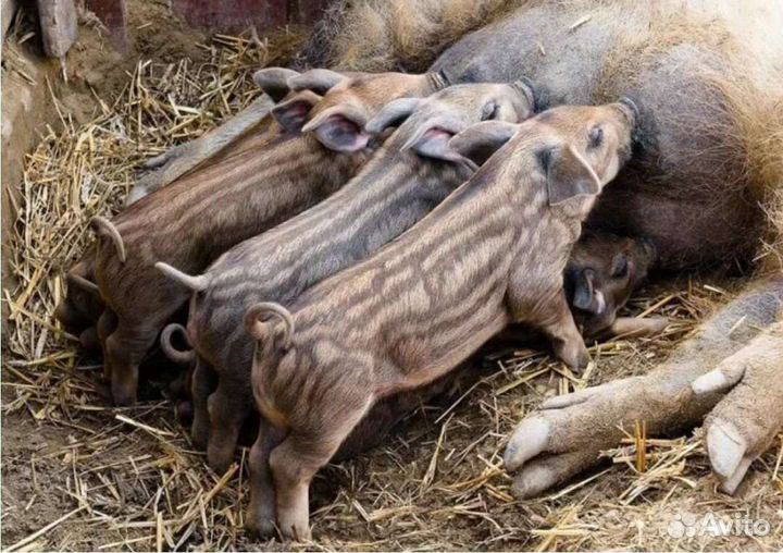 Венгерская мангалица