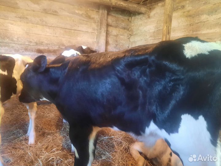 Бычки и телята