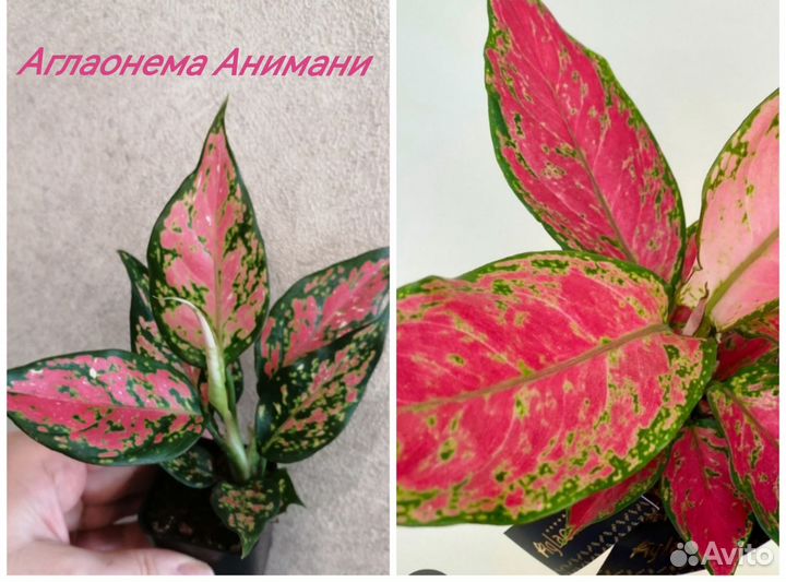 Аглаонемы красные белые