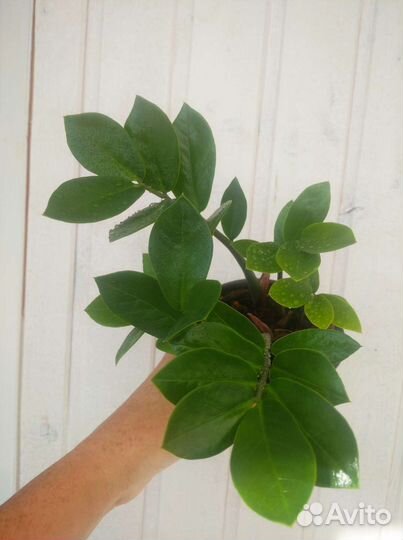 Замиокулькас