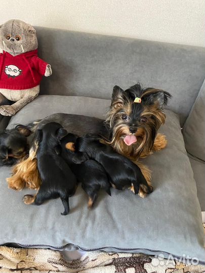 Йоркширский терьер мини беби фейс