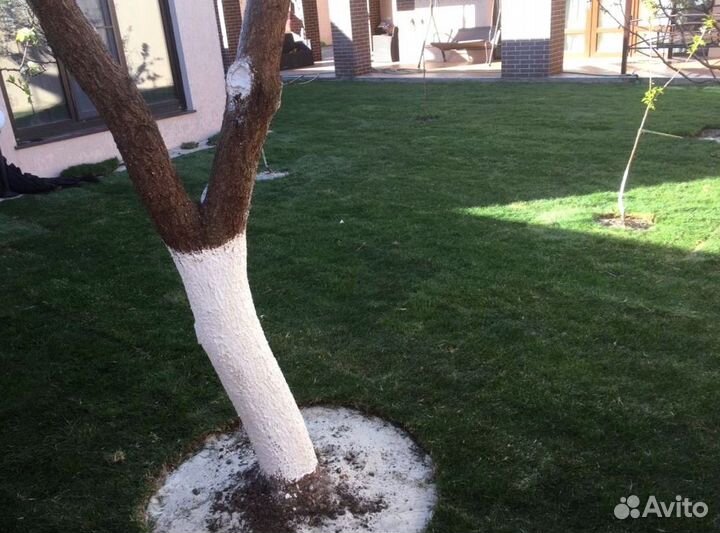 Рулонный газон