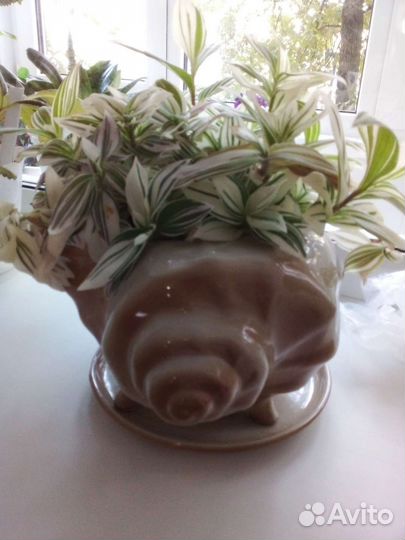 Традесканция