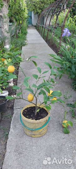 Лимонное дерево с плодами