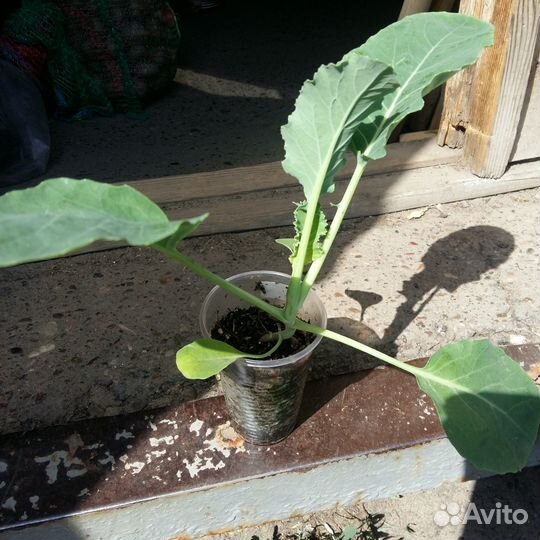 Рассада томатов,перцев,клубники,капусты,петуний ма