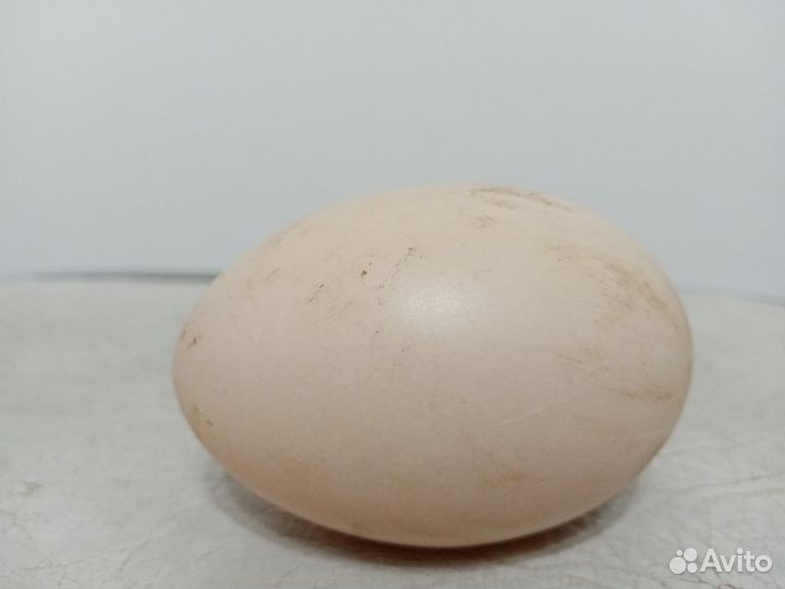 Индоутки Инкубационное Яйцо