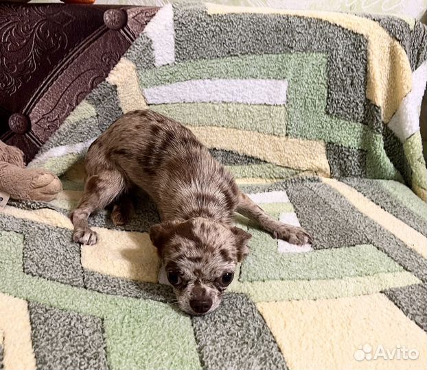 Мраморная девочка чихуахуа