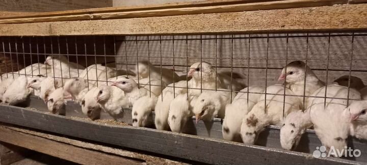 Цыплята Брама и инкубационное яйцо