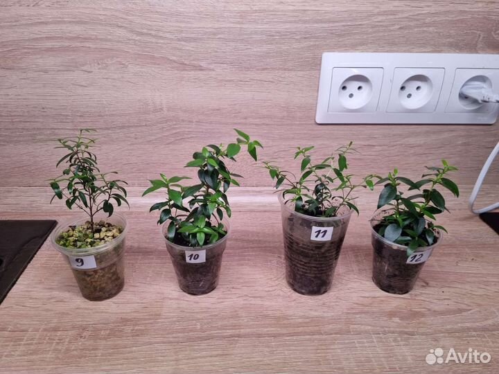 Миртовое дерево, мирт