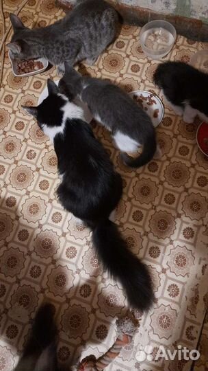 Котята-сибирята