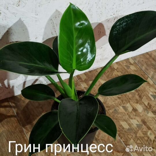 Филодендроны
