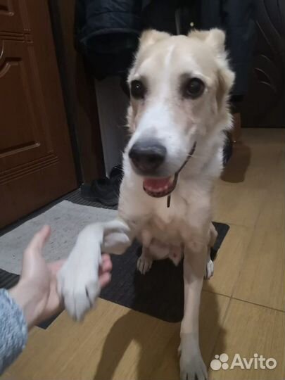 Передержка домашних животных