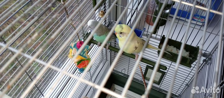 Волнистый попугай с клеткой