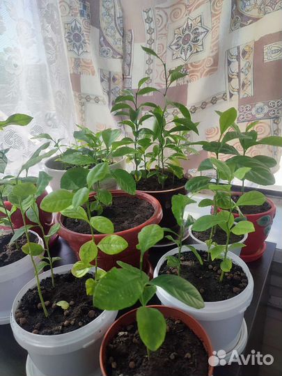 Лимоны, мандарины, апельсины