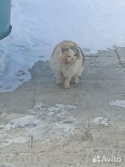 Кошечка в добрые руки