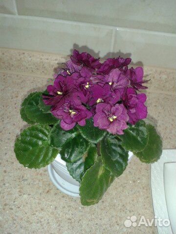 Фиалка кустик, листик фиолетовая, розовая, бордо м