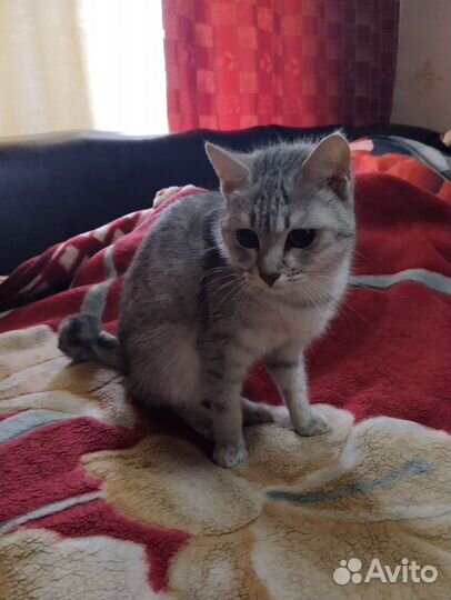 Кошка 2годика.умная.отдам в добрые руки