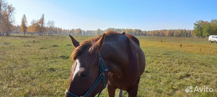 Лошадь кобыла
