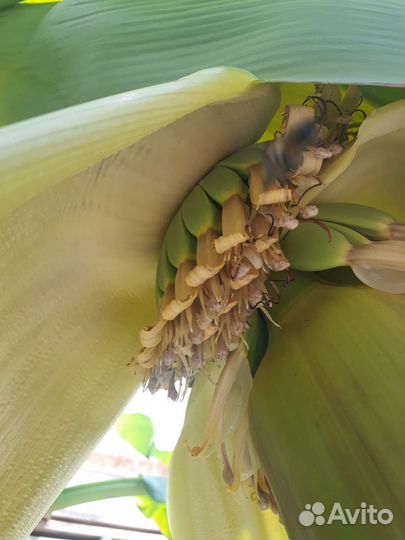 Пальма банановая Пальма веерная