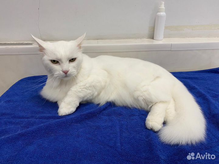 Стрижка собак и кошек. Груминг