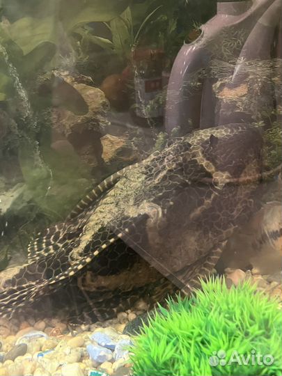 Сом парчовый (птеригоплихт)размер около 50 см