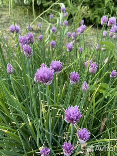 Декоративные кустарники, гортензия, сирень