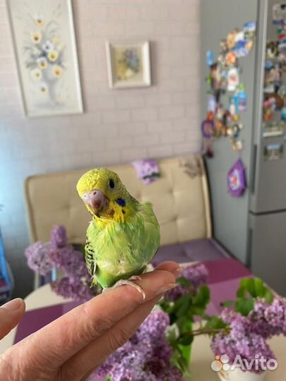 Попугаи ручные, выкормыши волнистики