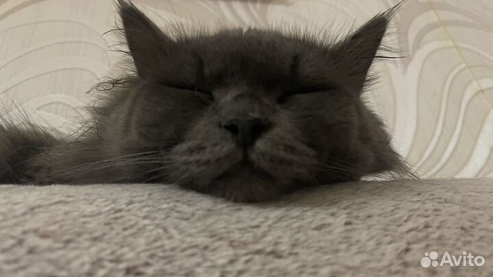 Кошка для вязки