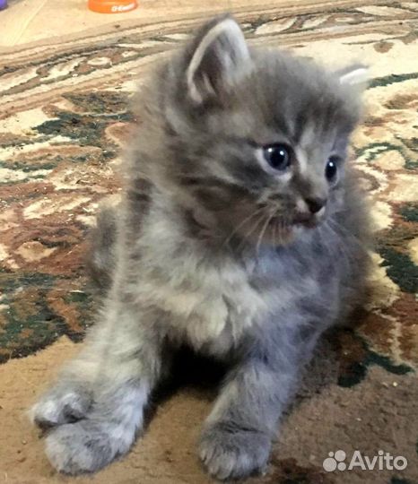 Отдам котят в добрые руки