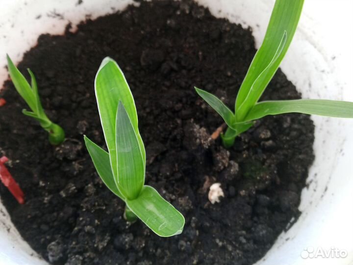 Рассада цветов комнатных