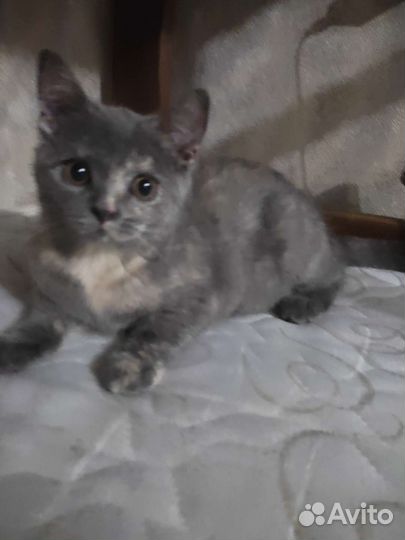 Отдаем котенка в добрые руки