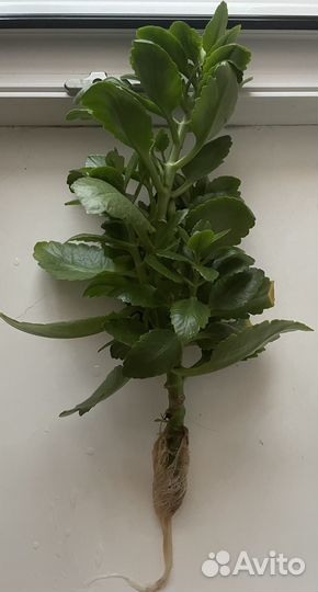 Каланхоэ отросток