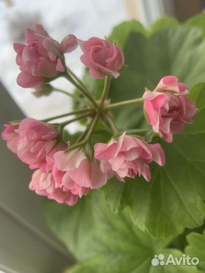 Пеларгония герань