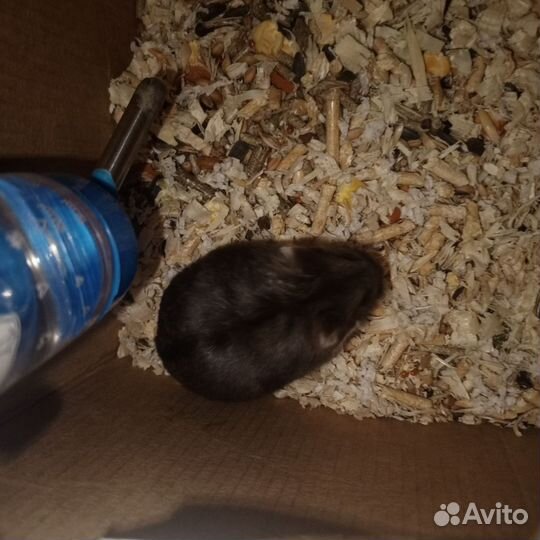 Джунгарский хомяк девочка