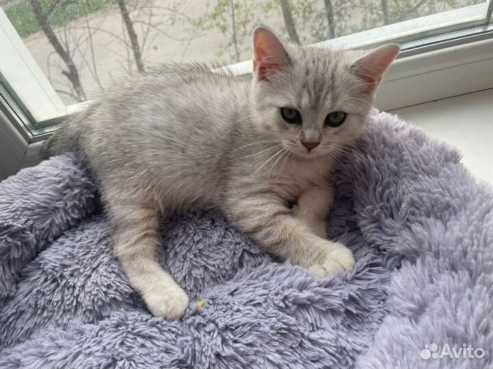 Котята шотландские