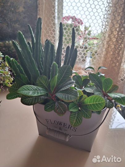 Стапелия, молочай, мандарины