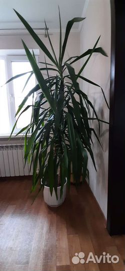 Пальма юкка